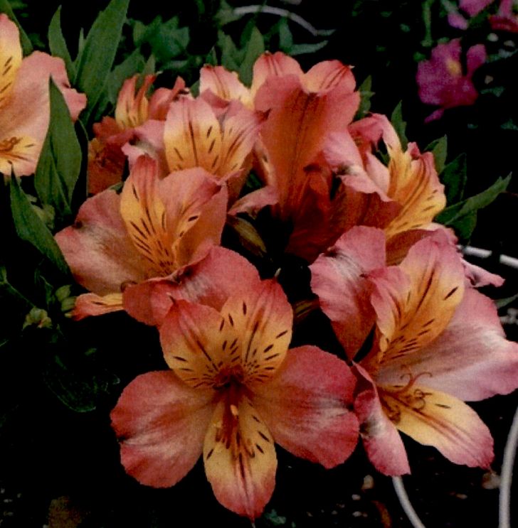 Darker, pixelated image showing close-up of a cluster of flowers.