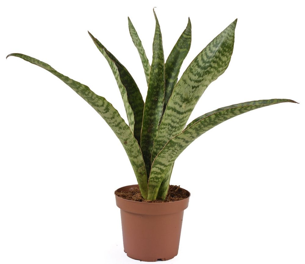 Upright plant in a pot, showing variegated foliage with different dark and light green colored irregular bands in the front and backside of the leaf blade
