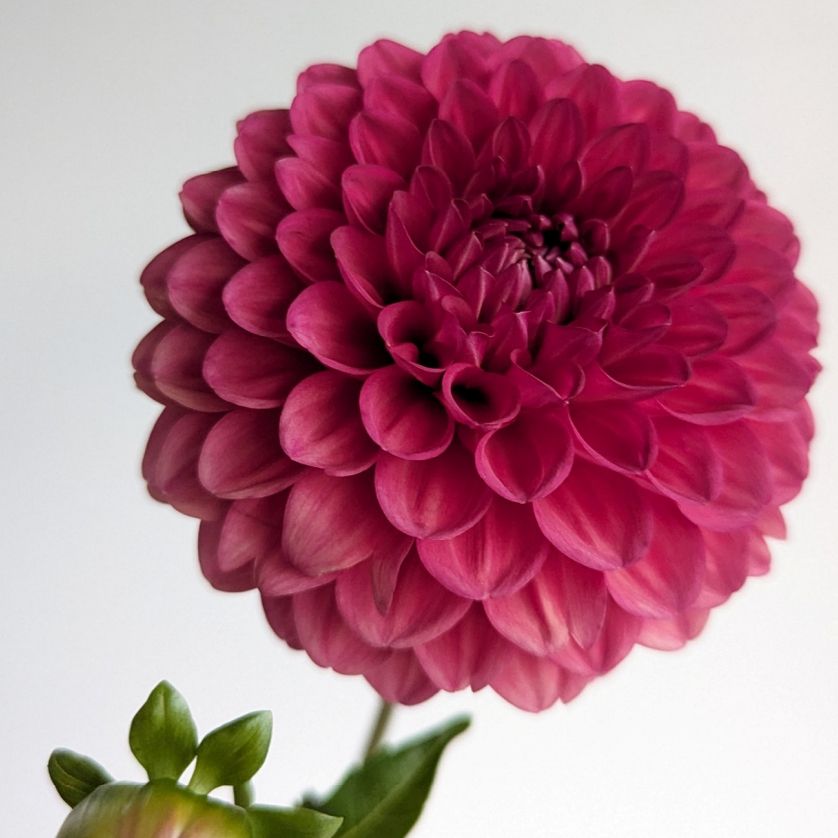 Close up of a pink dahlia flower
