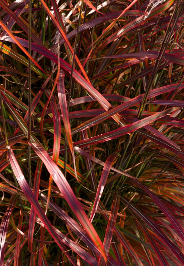 A close-up view of the foliage of this plant, showing its red colour with some stripes of green.