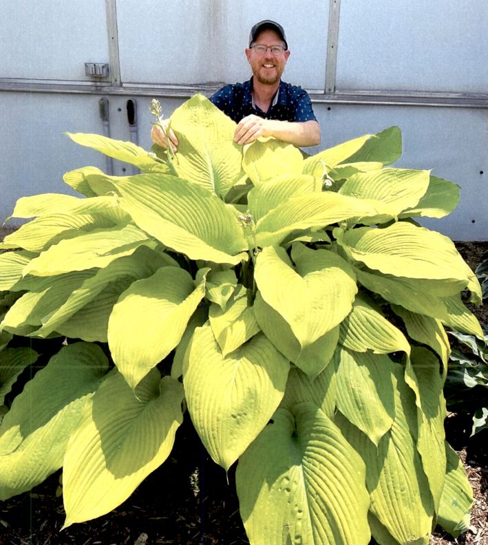 A nine-year-old plant grown in a shaded trial garden just prior to flowering, with a white, bearded man smiling behind the plant, indicating that the plant is larger than an adult man. I assume he may be the breeder, Mr Hans A Hansen.
