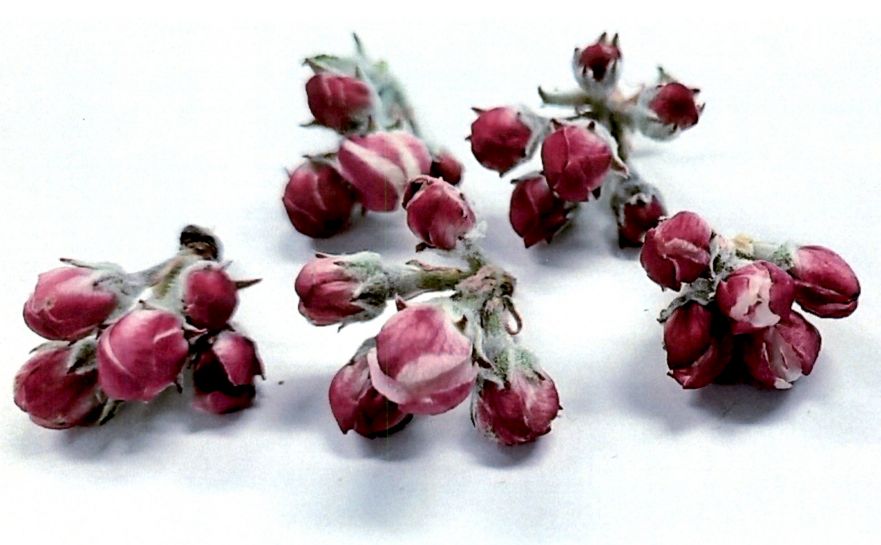 flower buds of ‘PremA047’, which are a deep pink-red in colour