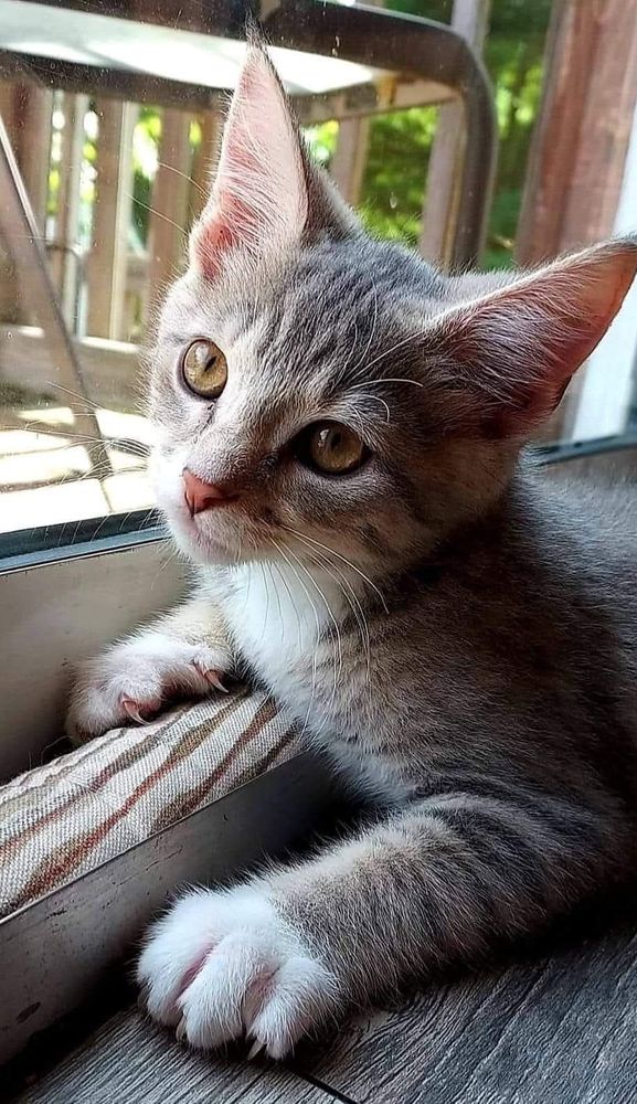A small grey and white kitten with yellow eyes looking out a window. The kitten is lying on a wooden floor with its front paws on the windowsill, and there is a chair visible through the window.