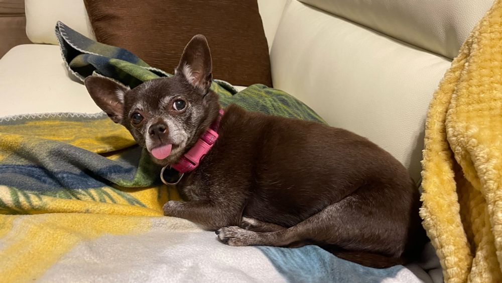 Chihuahua 