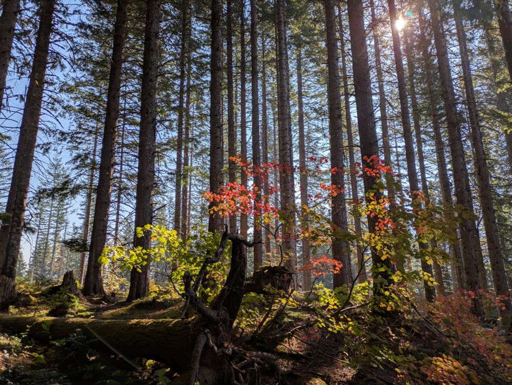 sun shining through trees and fall leaves