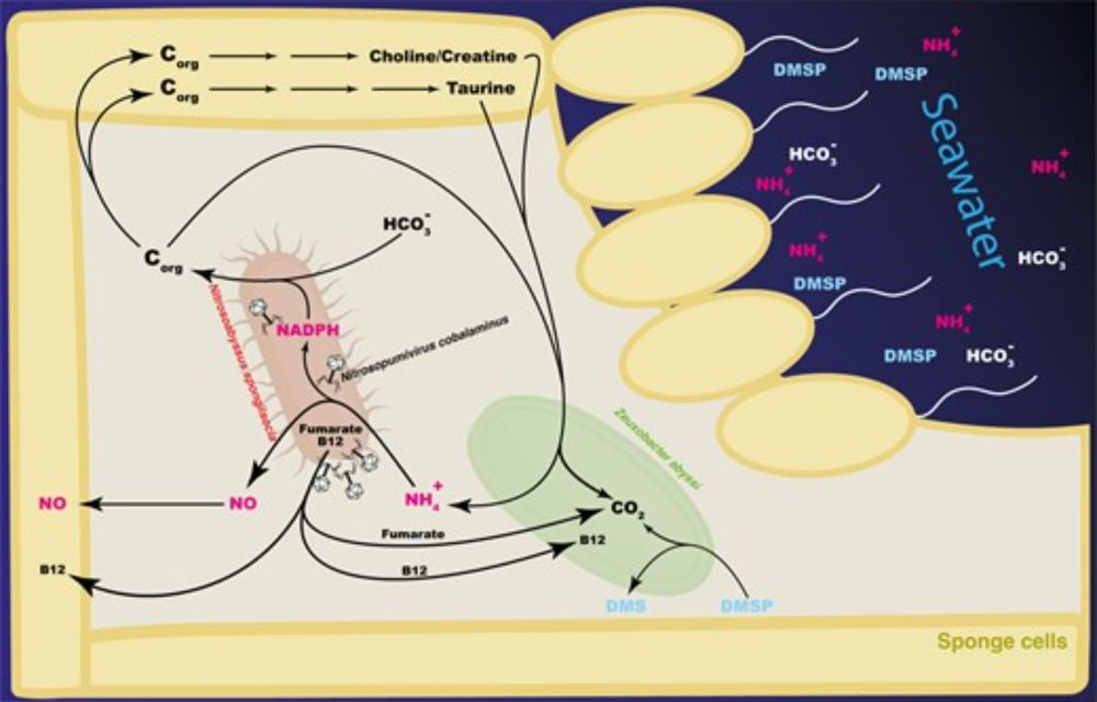 Simple Porifera holobiont reveals complex interactions between the host, an archaeon, a bacterium, and a phage