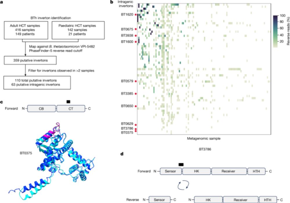 Intragenic DNA inversions expand bacterial coding capacity - Nature