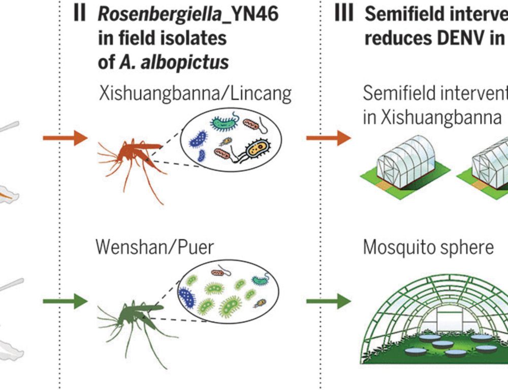 A naturally isolated symbiotic bacterium suppresses flavivirus transmission by Aedes mosquitoes