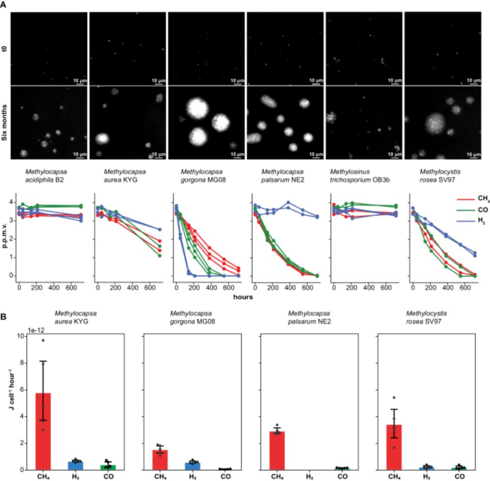 Physiological basis for atmospheric methane oxidation and methanotrophic growth on air - Nature Communications