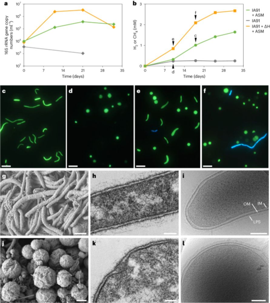 A Marine Group A isolate relies on other growing bacteria for cell wall formation - Nature Microbiology