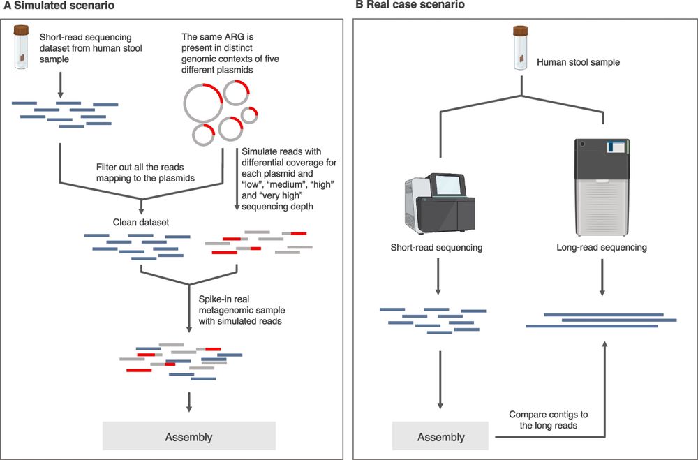 Metagenomic assemblies tend to break around antibiotic resistance genes - BMC Genomics