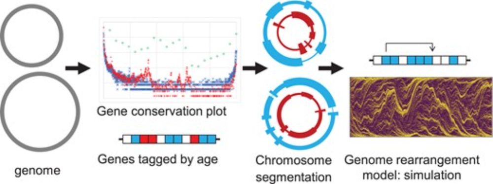 Long range segmentation of prokaryotic genomes by gene age and functionality