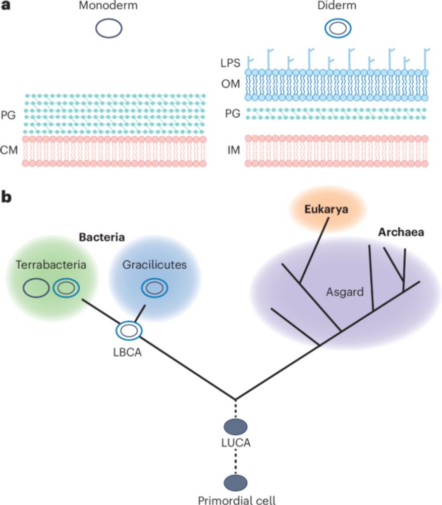 Cell envelope diversity and evolution across the bacterial tree of life - Nature Microbiology