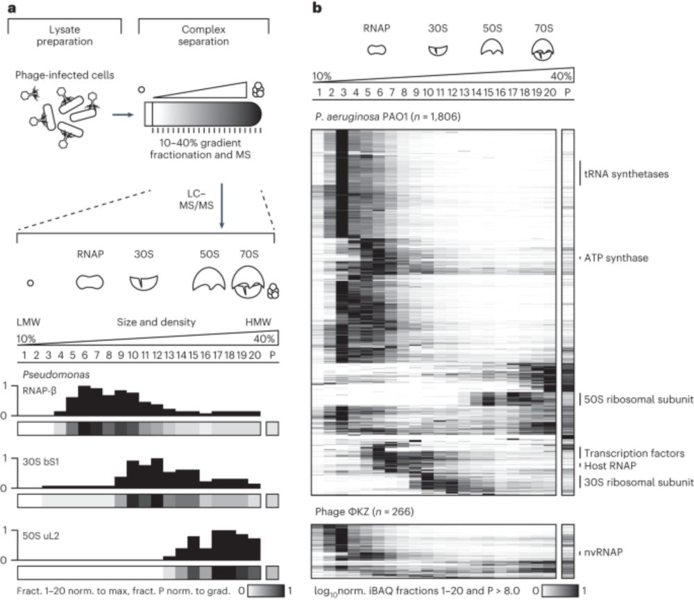 Phage proteins target and co-opt host ribosomes immediately upon infection - Nature Microbiology