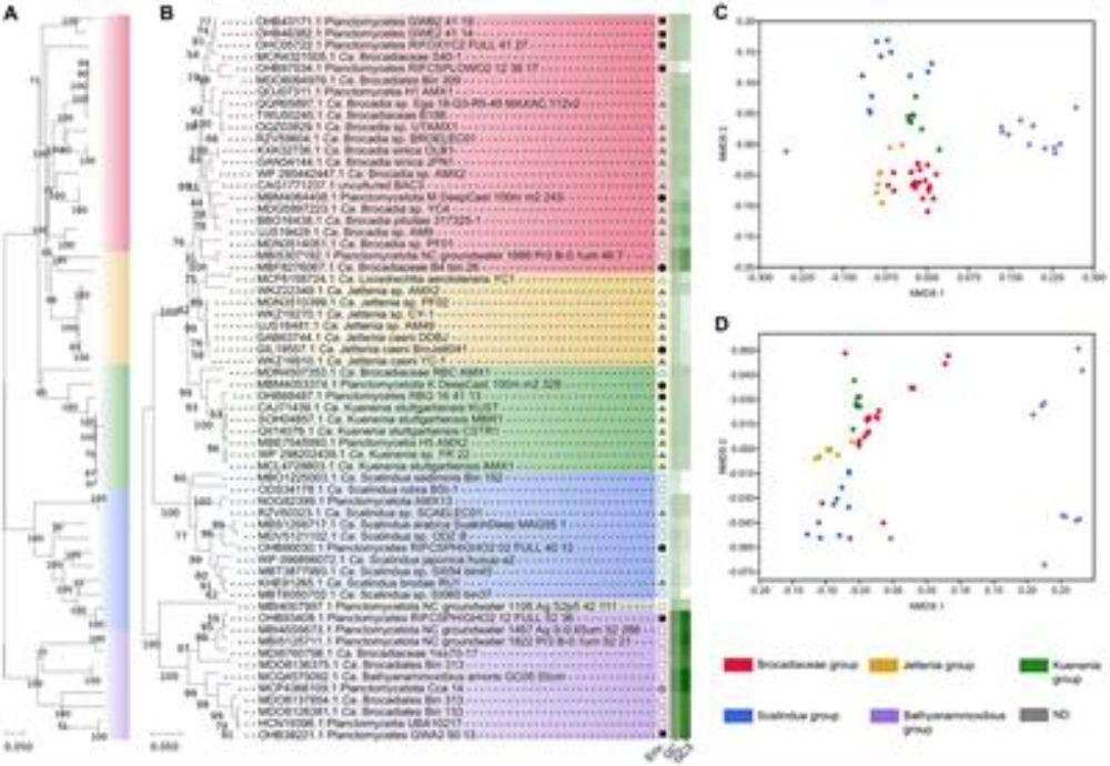 Frontiers | Microbial divergence and evolution. The case of anammox bacteria