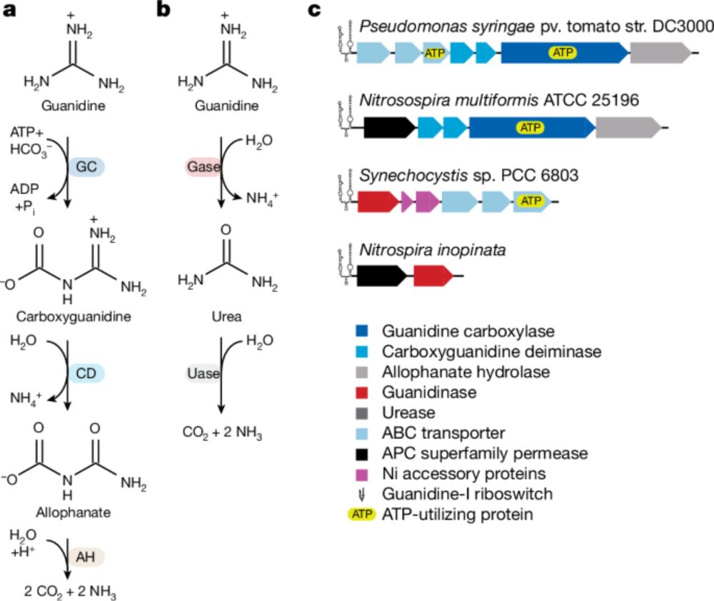 Growth of complete ammonia oxidizers on guanidine - Nature