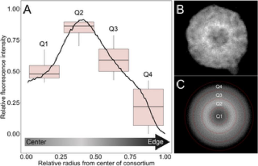 Multicellular magnetotactic bacteria are genetically heterogeneous consortia with metabolically differentiated cells