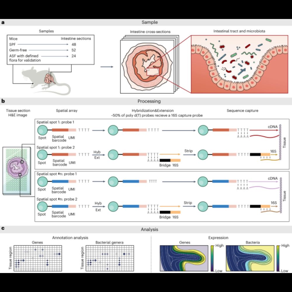 Spatial host–microbiome sequencing reveals niches in the mouse gut - Nature Biotechnology