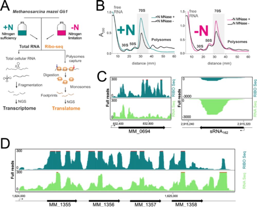 Uncovering the small proteome of Methanosarcina mazei using Ribo-seq and peptidomics under different nitrogen conditions - Nature Communications