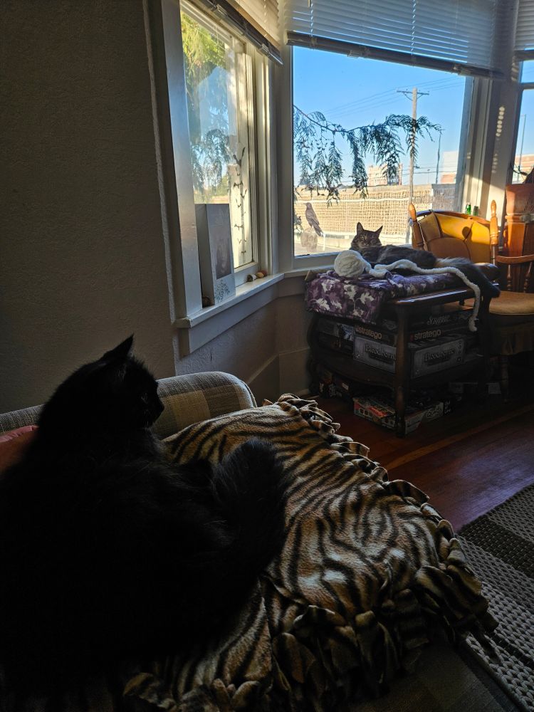both of my cats sitting in their respective spots on the couch and by the window near me. 