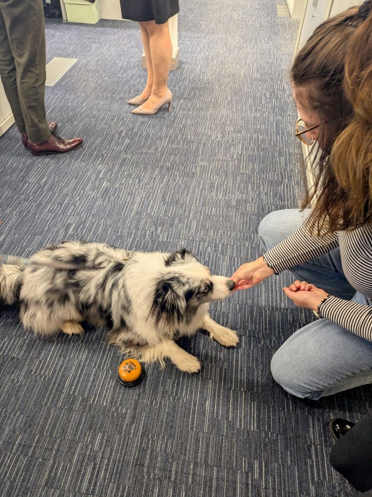 The Australian Shepherd mix is lying on a blue carpeted office floor, receiving a treat from a woman in a striped shirt and jeans. A small orange training button with a paw print is nearby. In the background, people in business attire are standing and conversing.