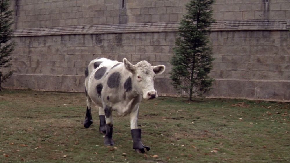 Une vache avec des bottes dans le film "Top Secret"