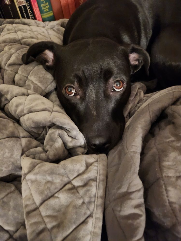 Black pit mix lying on her grey blanket looking soulfully up with big eyes