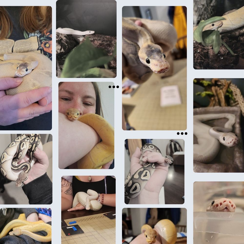 Various pictures of Mindy's pet ball pythons