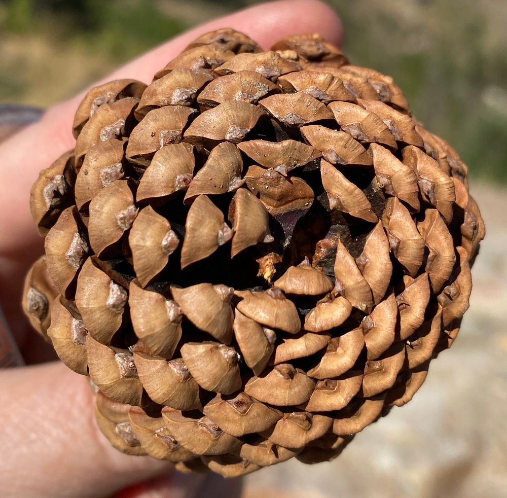 Image of the base of a pinecone showing the Fibonacci spiral nestling of the individual petals. 