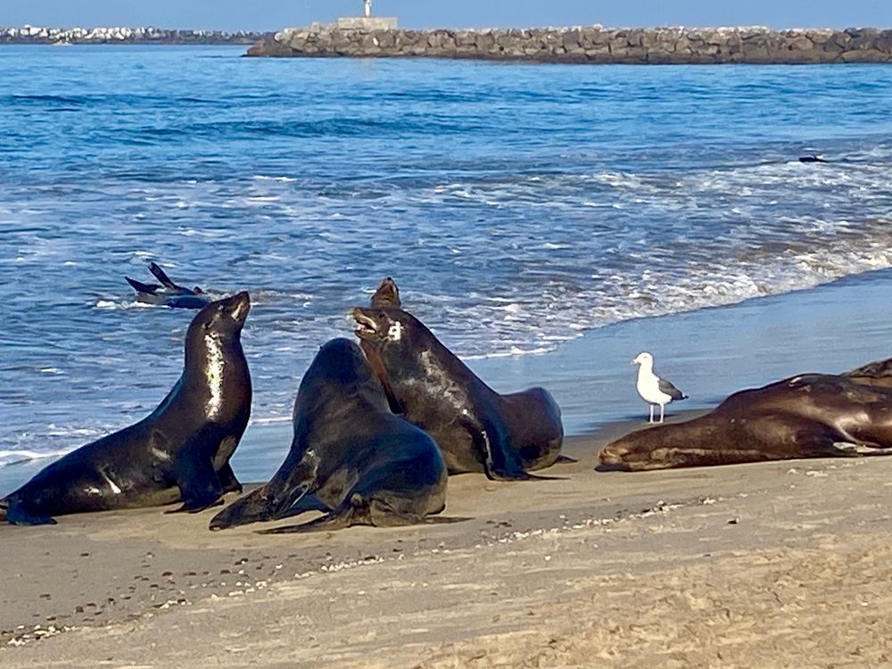 Three sea lions conferring at the edge of the surf. A gull looks on. 