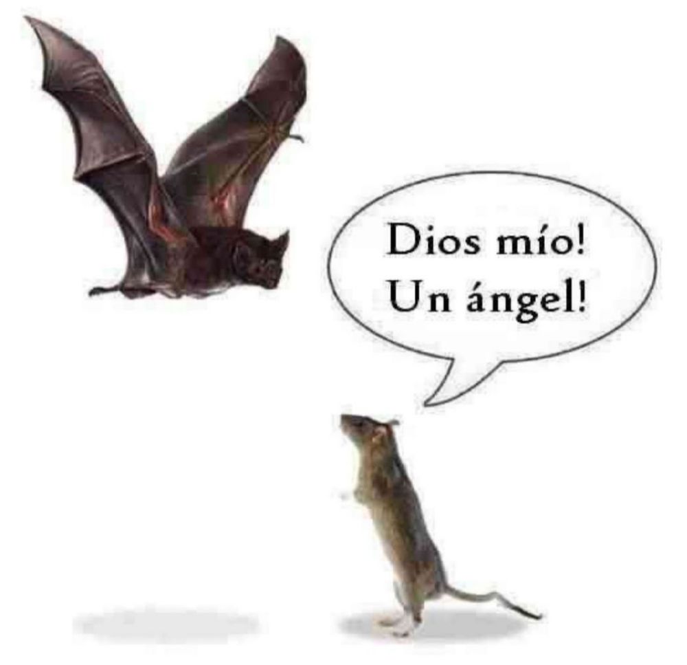 pretty funny image of bat