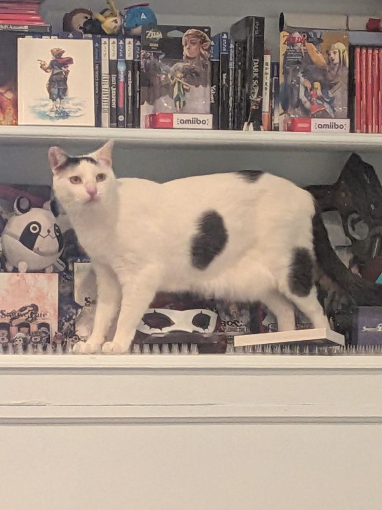 Elena, a cat, standing on a shelf that she shouldn't be, knocking over our belongings