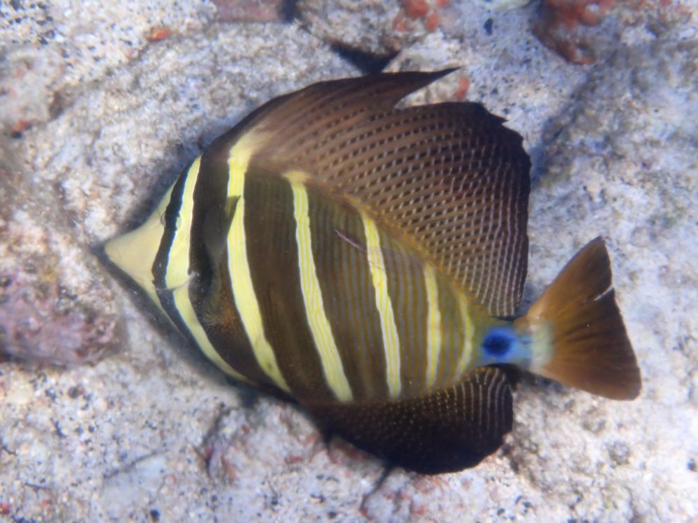 Photo of a pacific sailfin tang fish, which is striped with large fins