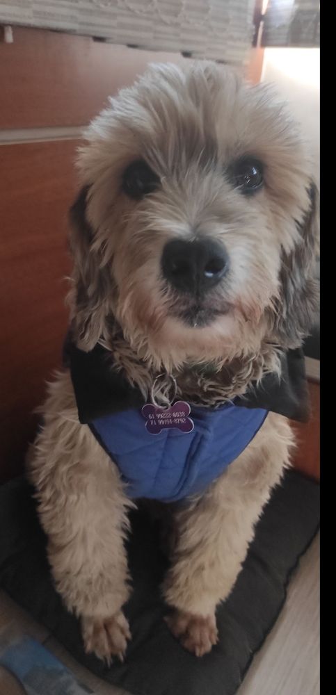 cachorra felpuda vestindo um colete azul