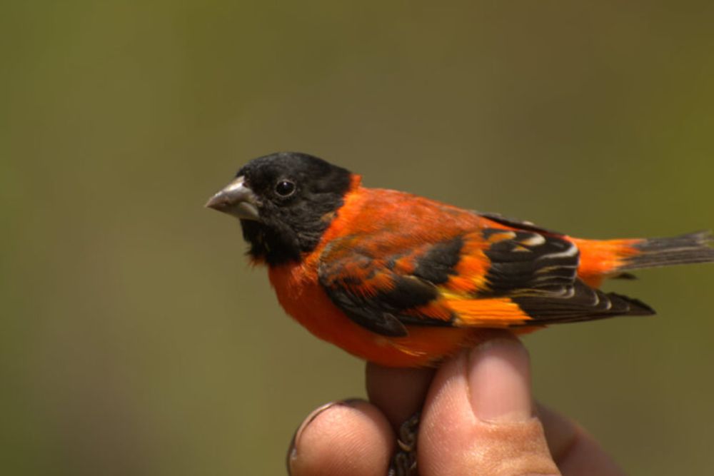 In a fight to save a rare bird, Indigenous communities in Guyana are winning