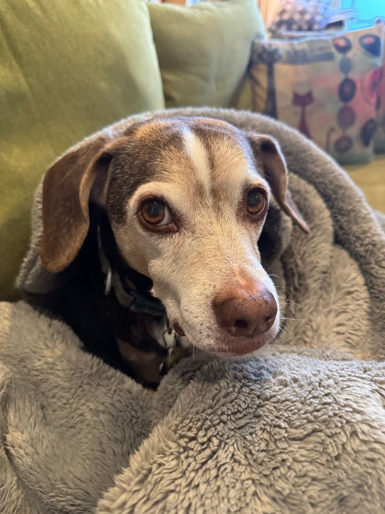 A close-up of a beagle mix wrapped in a fuzzy blanket.
