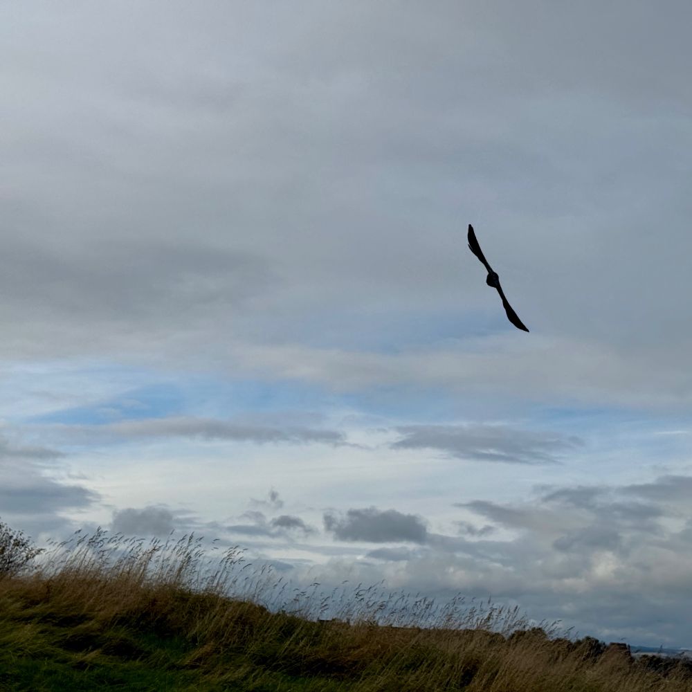 a black bird in flight on a cloudy day in the Scotland highlands.