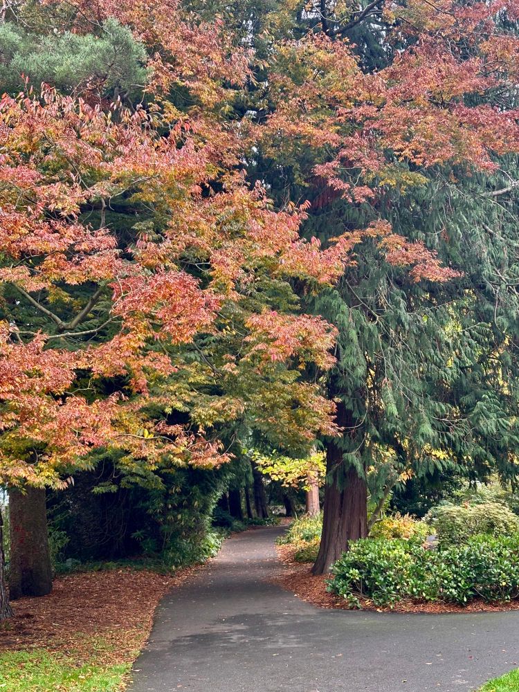 A path running beneath trees with leaves in shades from deepest green to russet, gold and lime.