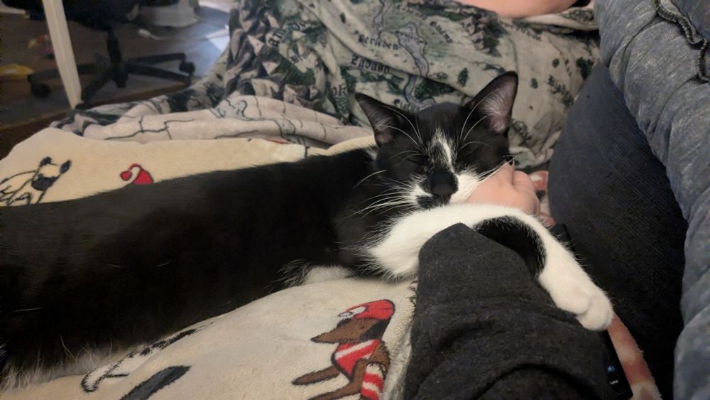 A cute little tuxedo kitty draped over the hand of the person taking the picture, practically hugging it and leaning his face into it as he snoozes.