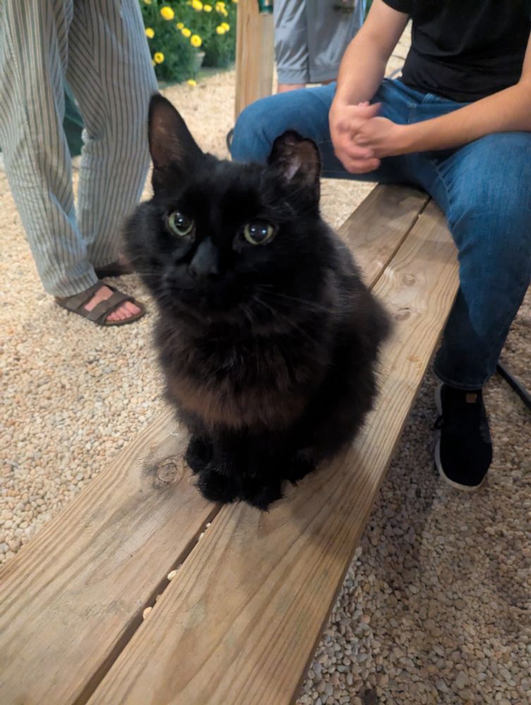 fluffy black cat sitting on bench looking eager
