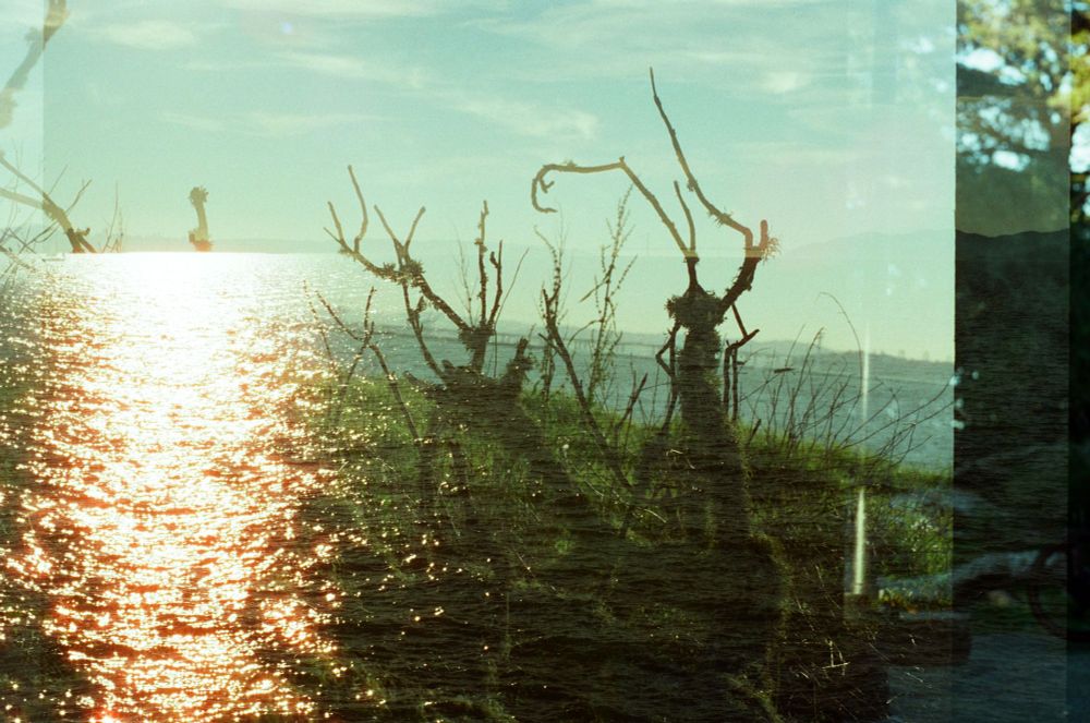 horizontally oriented 35mm photograph, multiple exposure. sun on the water with a red-tinted hue, gnarled mossy branches and grass, the frame is divided vertically by the offset frames