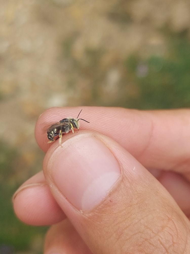 Anthidium punctatum M