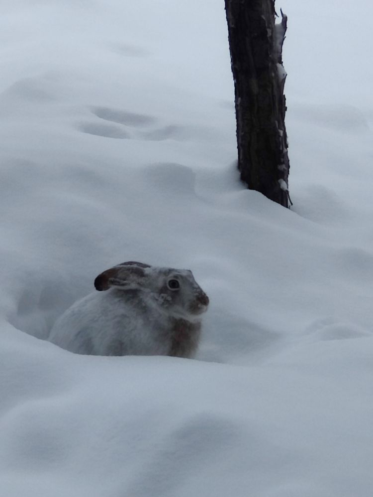 Jackrabbit sitting in a scratched out hole next to a tree in the snow. 