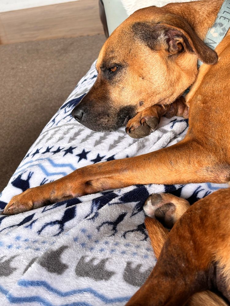 This is a photo of my dog Ginger, who is a ginger colored, medium sized mutt from Mexico with a dark muzzle on her Norwegian Ridgeback-looking face. She has floppy ears that are tucked back like a pony tail. She is half awake. 