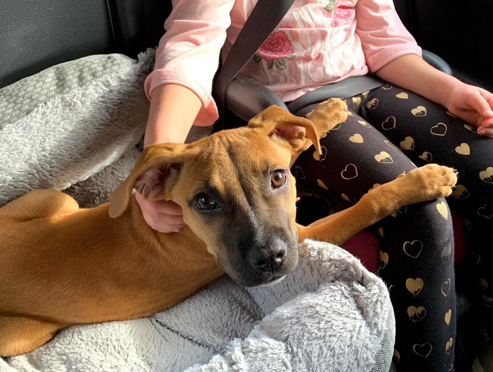 Photo of a reddish-brown dog laying on a pillow in a car with her paws stretched out across the leg of a young girl sitting next to her. The young girl is wearing black tights with little gold shiny hearts on them. Her shirt is pink and she is petting the dog. 

The dog, who is really just a puppy, is looking at the camera with her cute face. 