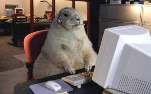 imagem editada de marmota sentada em frente a um computador de tubo, com fones de ouvido headset e um cenário de escritório às suas costas.