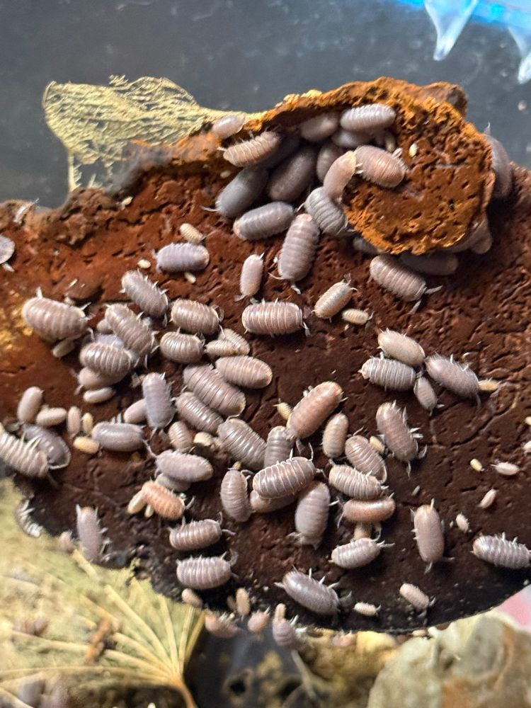 They’re scared so they’re all scattering