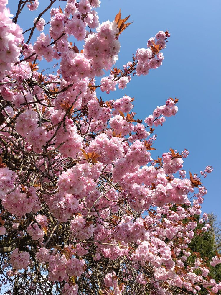 Several branches laden with pink blossom, reaching from the bottom left corner. Top right is a blue sky behind the blossoms.