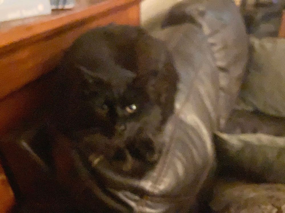 fluffy black cat sitting on a couch. camera is slightly out of focus