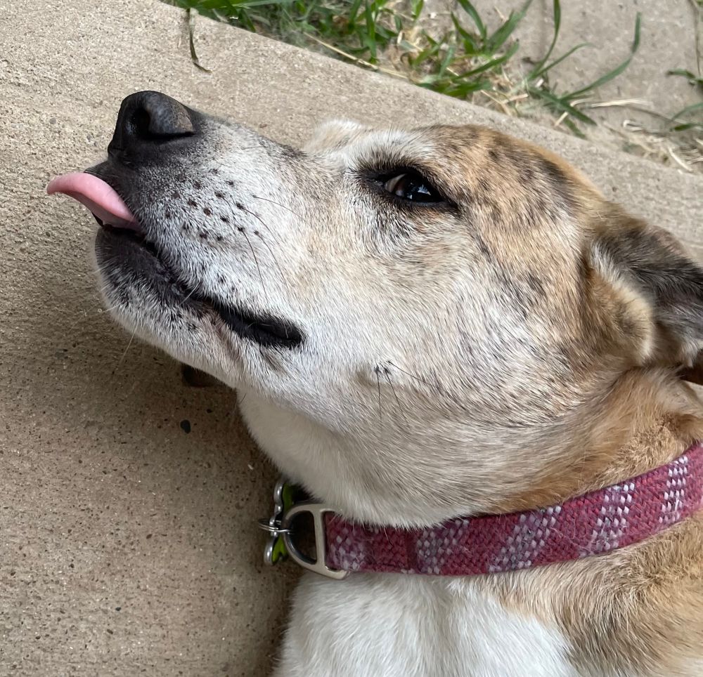 dog with a blep